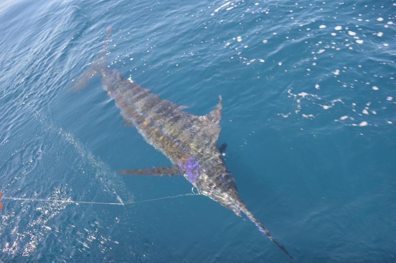 מלון בוקה צ'יקה Bocas Del Mar מראה חיצוני תמונה